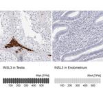 INSL3 Antibody in Immunohistochemistry (IHC)