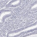 INSL3 Antibody in Immunohistochemistry (IHC)