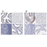 WDR65 Antibody in Immunohistochemistry (IHC)