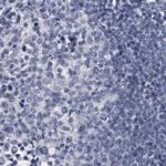 WDR65 Antibody in Immunohistochemistry (IHC)