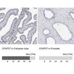 WDR65 Antibody