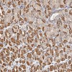 KDF1 Antibody in Immunohistochemistry (Paraffin) (IHC (P))