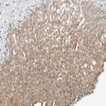 KDF1 Antibody in Immunohistochemistry (Paraffin) (IHC (P))