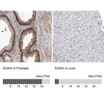 ENAH Antibody in Immunohistochemistry (IHC)