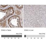 ENAH Antibody