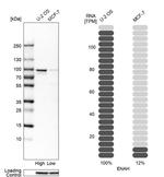 ENAH Antibody in Western Blot (WB)