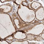 Annexin A9 Antibody in Immunohistochemistry (IHC)