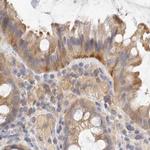 Annexin A9 Antibody in Immunohistochemistry (IHC)