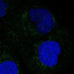 MOSC1 Antibody in Immunocytochemistry (ICC/IF)