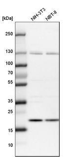 UFC1 Antibody in Western Blot (WB)