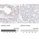 CDCA8 Antibody