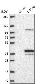 CDCA8 Antibody in Western Blot (WB)