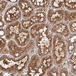 FARS2 Antibody in Immunohistochemistry (Paraffin) (IHC (P))