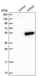 FARS2 Antibody in Western Blot (WB)