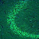 C21orf59 Antibody in Immunohistochemistry (Paraffin) (IHC (P))