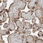 TEF5 Antibody in Immunohistochemistry (Paraffin) (IHC (P))