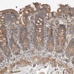 SLC6A7 Antibody in Immunohistochemistry (Paraffin) (IHC (P))