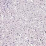 APLP1 Antibody in Immunohistochemistry (Paraffin) (IHC (P))