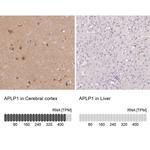 APLP1 Antibody