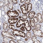 ZNF519 Antibody in Immunohistochemistry (Paraffin) (IHC (P))