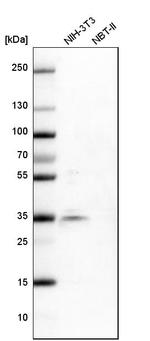 SRSF6 Antibody in Western Blot (WB)