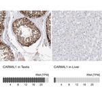 LRRC16A Antibody