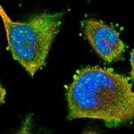 LRRC16A Antibody in Immunocytochemistry (ICC/IF)