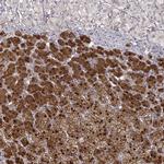 RGN Antibody in Immunohistochemistry (IHC)