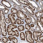 FGD2 Antibody in Immunohistochemistry (Paraffin) (IHC (P))