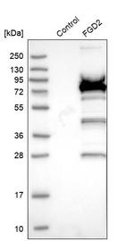 FGD2 Antibody in Western Blot (WB)