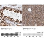 BAP29 Antibody in Immunohistochemistry (IHC)