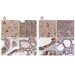 BAP29 Antibody in Immunohistochemistry (IHC)