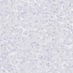 DMKN Antibody in Immunohistochemistry (Paraffin) (IHC (P))