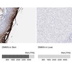 DMKN Antibody in Immunohistochemistry (IHC)