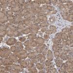 TCP-1 theta Antibody in Immunohistochemistry (IHC)