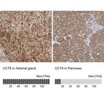 TCP-1 theta Antibody