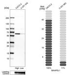 BAIAP2L1 Antibody