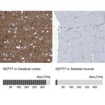 Septin-7 Antibody