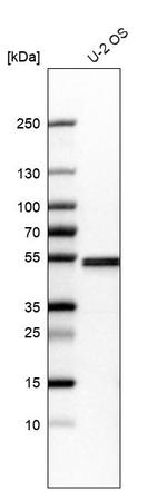 Septin-7 Antibody in Western Blot (WB)