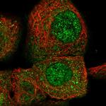 CPNE3 Antibody in Immunocytochemistry (ICC/IF)