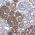 IMPA2 Antibody in Immunohistochemistry (Paraffin) (IHC (P))