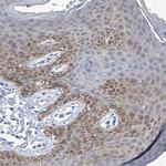 IMPA2 Antibody in Immunohistochemistry (Paraffin) (IHC (P))