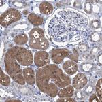 IMPA2 Antibody in Immunohistochemistry (IHC)