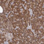 QRSL1 Antibody in Immunohistochemistry (Paraffin) (IHC (P))