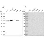 QRSL1 Antibody in Western Blot (WB)