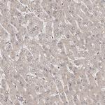 QRSL1 Antibody in Immunohistochemistry (Paraffin) (IHC (P))