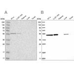 QRSL1 Antibody in Western Blot (WB)