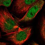 LAP3 Antibody in Immunocytochemistry (ICC/IF)