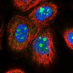 EFCAB7 Antibody in Immunocytochemistry (ICC/IF)