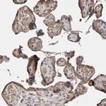 CHML Antibody in Immunohistochemistry (Paraffin) (IHC (P))